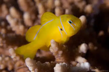 Citrinis Clown Goby (Gobiodon citrinus)