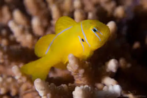 Citrinis Clown Goby (Gobiodon citrinus)
