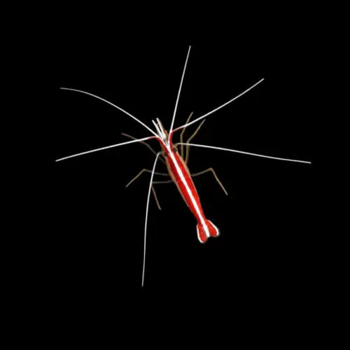 Cleaner Shrimp (Lysmata amboinensis)