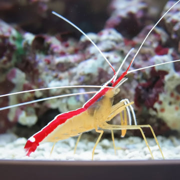 Cleaner Shrimp (Lysmata amboinensis)
