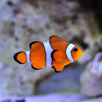 Clownfish (Amphiprion ocellaris) (S-koko)