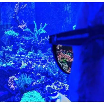 Coral Viewing Sunglasses - Tarvikkeet