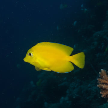 Ctenochaetus truncatus