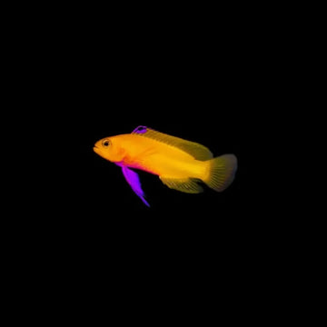 Dejong’s basslet (Gramma dejongi) - Elävät eläimet