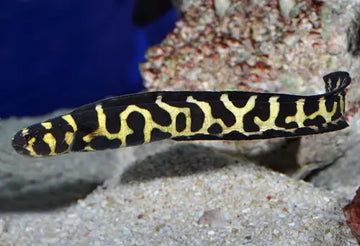 Engineer Goby (Pholidichthys leucotaenia)