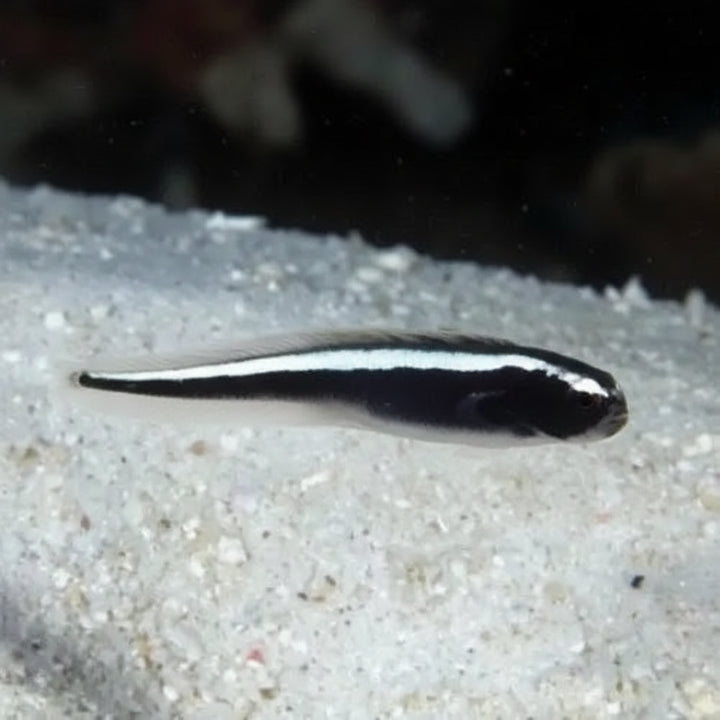 Engineer Goby (Pholidichthys leucotaenia)