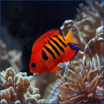 Flame angel (Centropyge loricula)