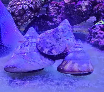 Giant Trochus Stellatus (XXL)