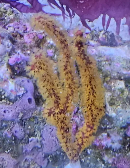 Gold gorgonia (Menella sp.) (M)