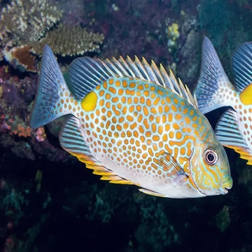Gold saddle Rabbitfish (Siganus guttatus) Elävät eläimet