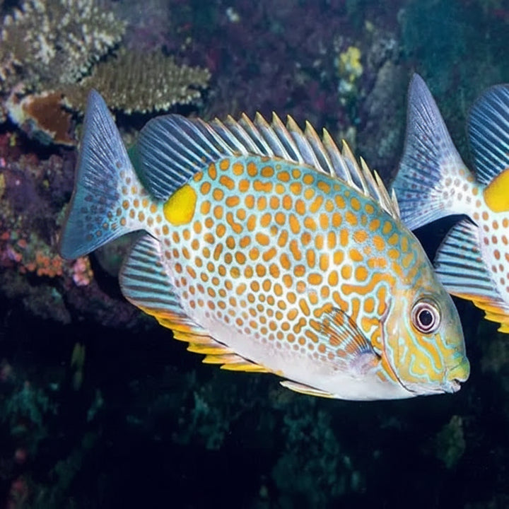 Gold saddle Rabbitfish (Siganus guttatus) Elävät eläimet