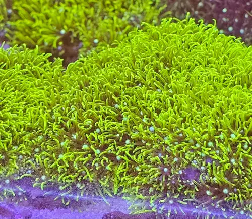 Green Star Polyp (Pachyclavularia violacea)