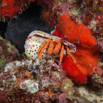 halloween hermit crab (Ciliopagurus striatus)