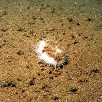 Heart Urchin – Maretia planulata