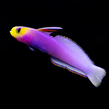 Helfrich’s Firefish (Nemateleotris helfrichi)