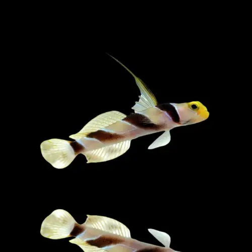 Hi fin Banded Goby (Stonogobiops nematodes)
