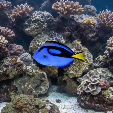 Hippo Tang (Paracanthurus hepatus) s-koko