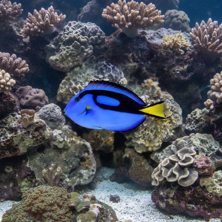 Hippo Tang (Paracanthurus hepatus) s-koko