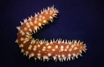 Holothuria (Mertensiothuria) hilla