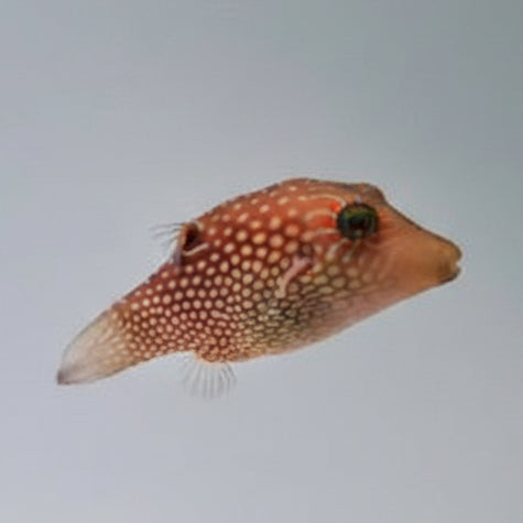Honeycomb Toby Puffer (Canthigaster janthinoptera)