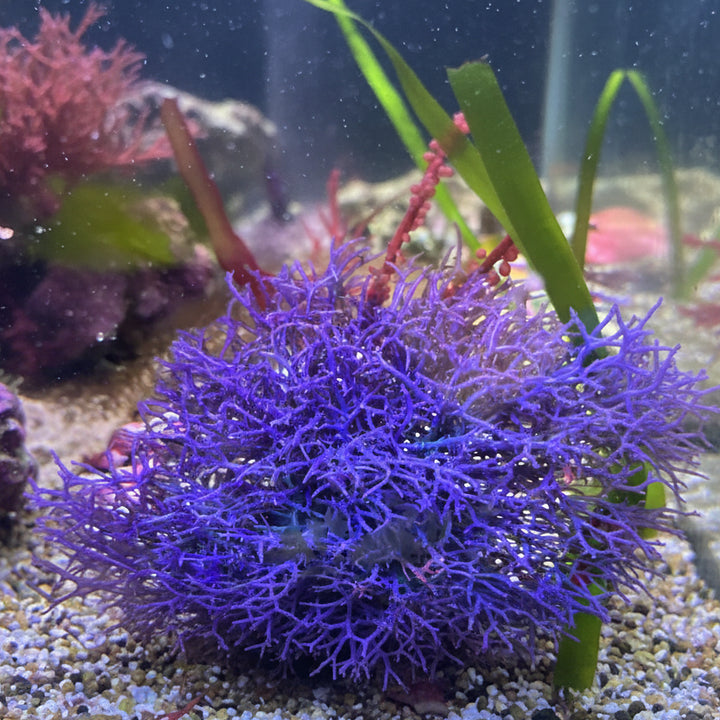 Hypnea pannosa -makrolevä