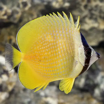 Käpyperhokala (Chaetodon kleinii)