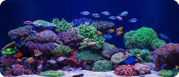 Kessil A360X Tuna Blue - Kasvivalaisin