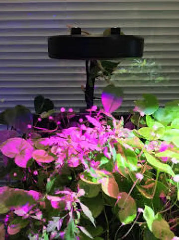 Kessil H80 Tuna Flora - Kasvivalaisin