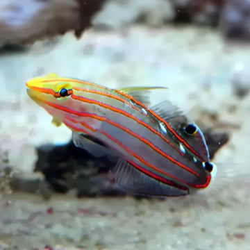 Koumansetta rainfordi