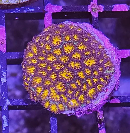 Leptastrea Orange