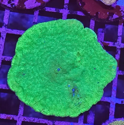Leptoseris green