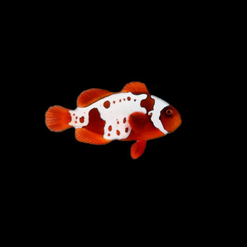Lightning Maroon Clownfish (Premnas biaculeatus)