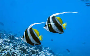 Longfin bannerfish (Heniochus acuminatus) S-koko