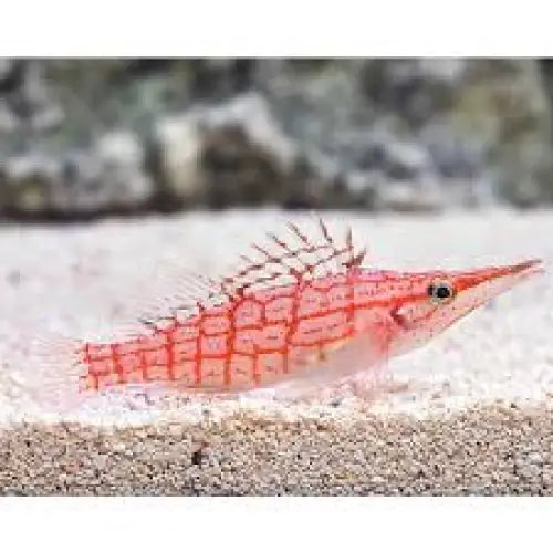 Longnose Hawkfish (Oxycirrhites typus)