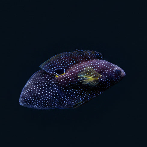 Marine Betta (Calloplesiops altivelis)