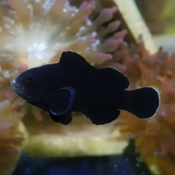 Midnight Lightning (Amphiprion ocellaris)