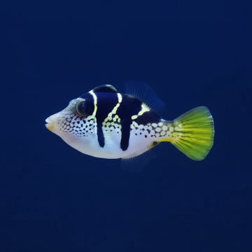 Mimic filefish/False puffer (Paraluteres prionurus)