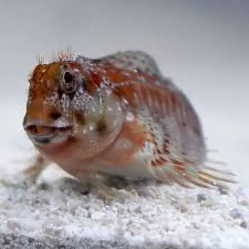Molly Miller Blenny (Scartella cristata)