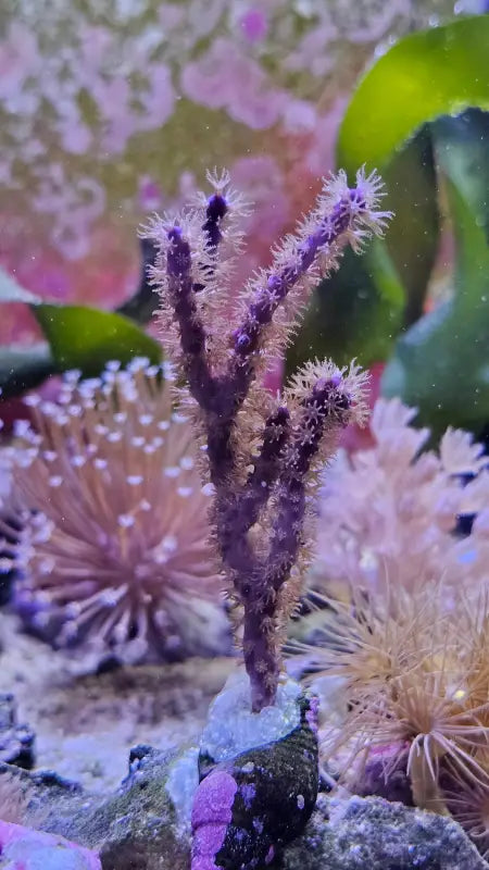 Muriceopsis flavida – Purple Bush Gorgonian – violetti pensasgorgonia