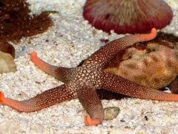 New Caledonian Sea Star (Nardoa novaecaledoniae)