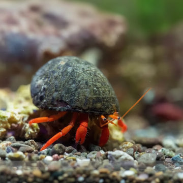 Orange Leg Hermit Crab (Clibanarius spp.)