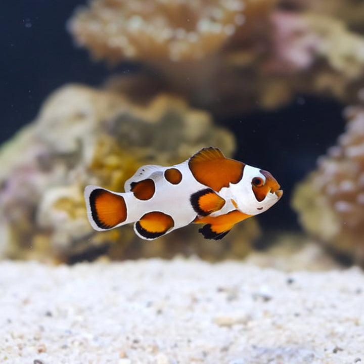 Orange Storm Clownfish (Amphiprion ocellaris)