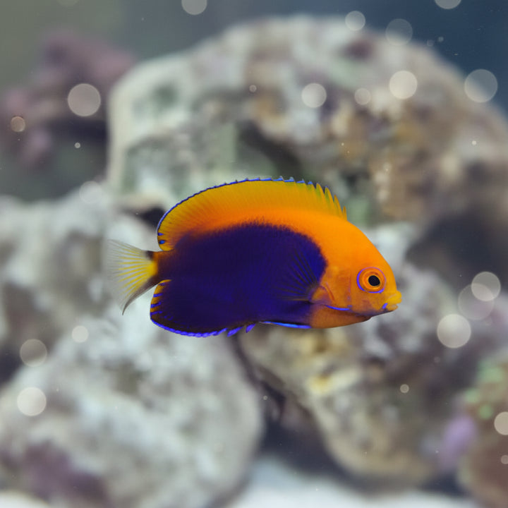 Orangeback angelfish (Centropyge acanthops)
