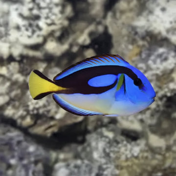 Paracanthurus hepatus (yellow belly)