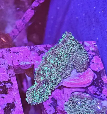 Pavona cactus