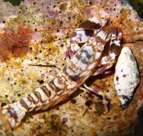 Pistol Shrimp (Alpheus bellulus)