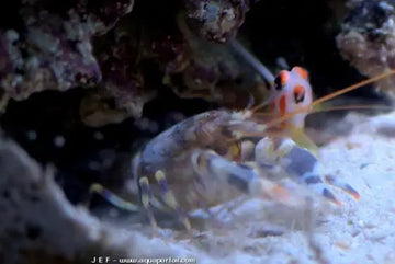 Pistol Shrimp (Alpheus bellulus)
