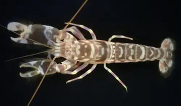 Pistol Shrimp (Alpheus bellulus)
