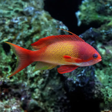 Pseudanthias squamipinnis (Male)
