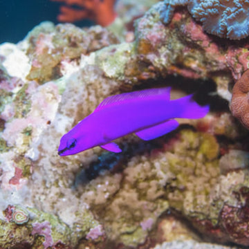Pseudochromis fridmani